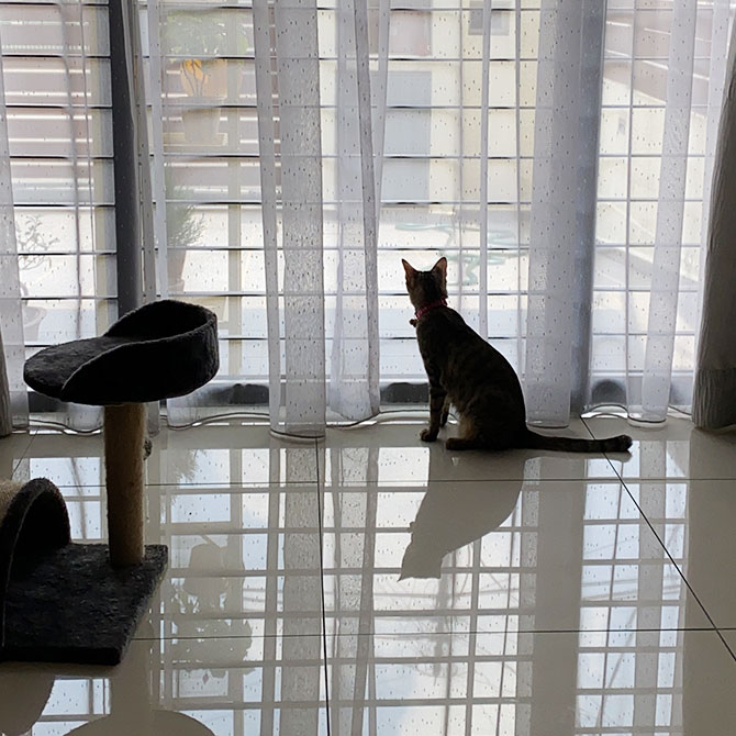 #MCODiaries: A WFH day in the life of a cat—why are the humans not leaving the house?! (фото 2)