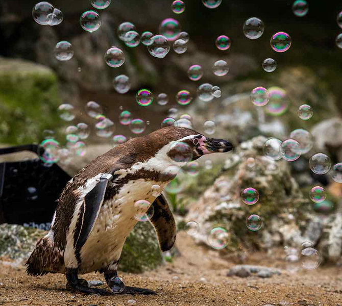 Newquay Zoo Penguins Bubbles