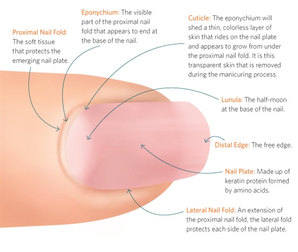 difference between cuticle and eponychium