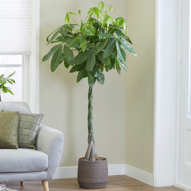 8 Lucky plants to have and to (be)hold at home (фото 5)