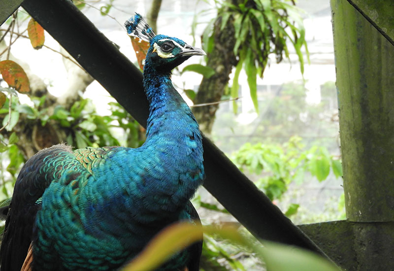 Wildlife in the city: 5 Best places in KL and Selangor to interact with animals (фото 5)