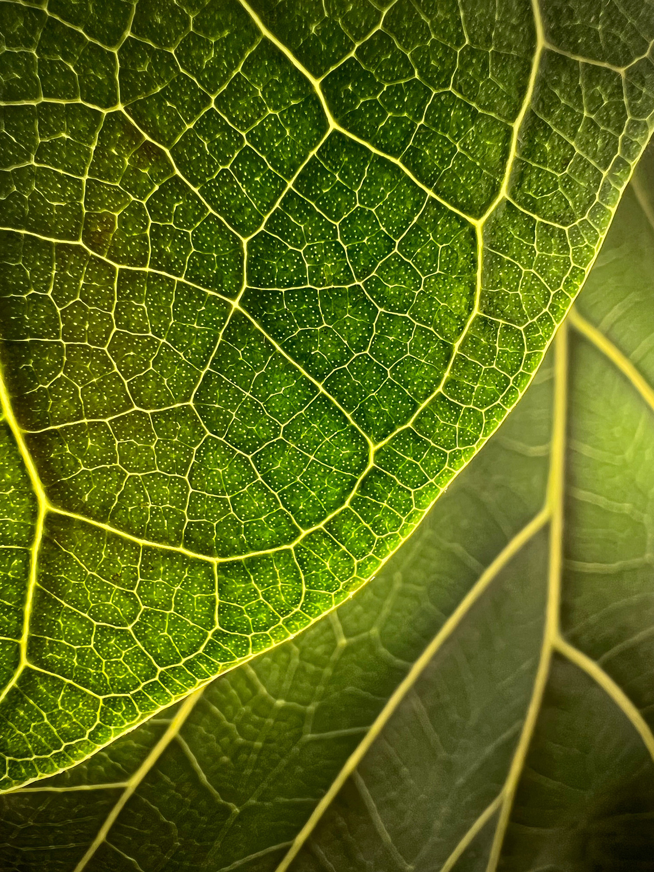 10 Best photos from Apple's 'Shot on iPhone Macro Challenge' (фото 1)