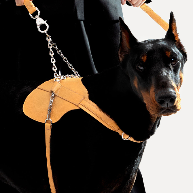 Luxury pet accessories for your furry friend - Luxebook