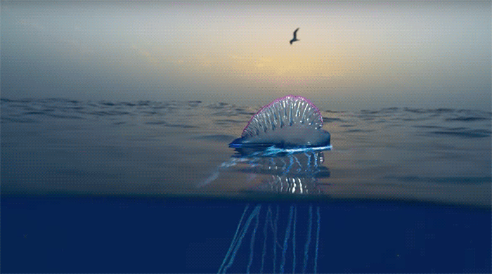 The 'Blue Planet II' prequel is here, and it's absolutely breathtaking The 'Blue Planet II' prequel is here, and it's absolutely breathtaking