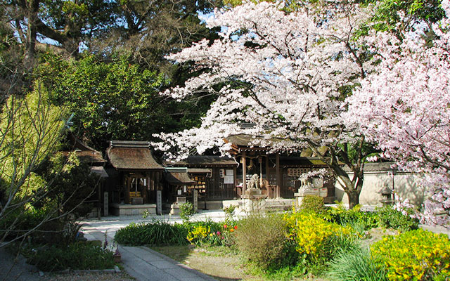 Kyoto Gosho sakura season