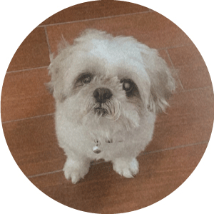 #MCODiaries: A WFH day in the life of a dog #MCODiaries: A WFH day in the life of a dog