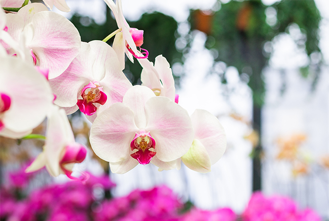 Majestic Orchids