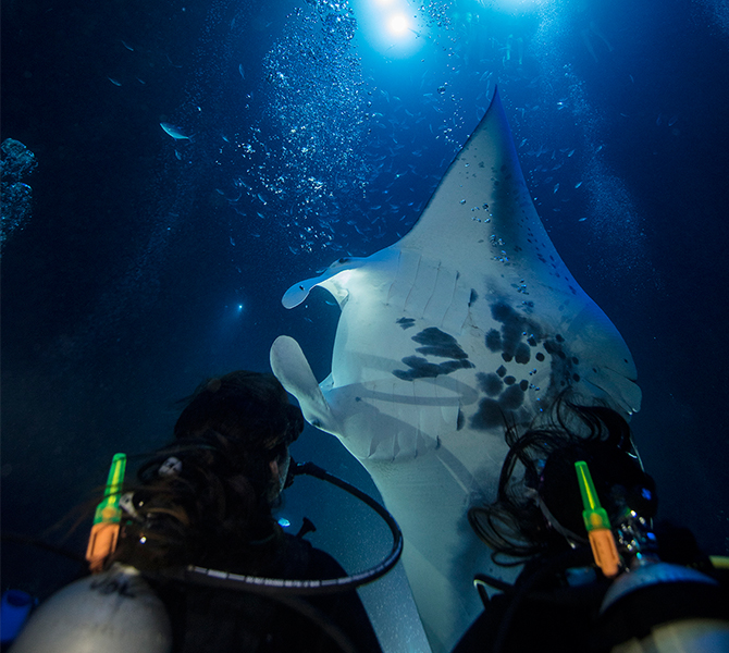 Kona Hawaii dive site with manta ray