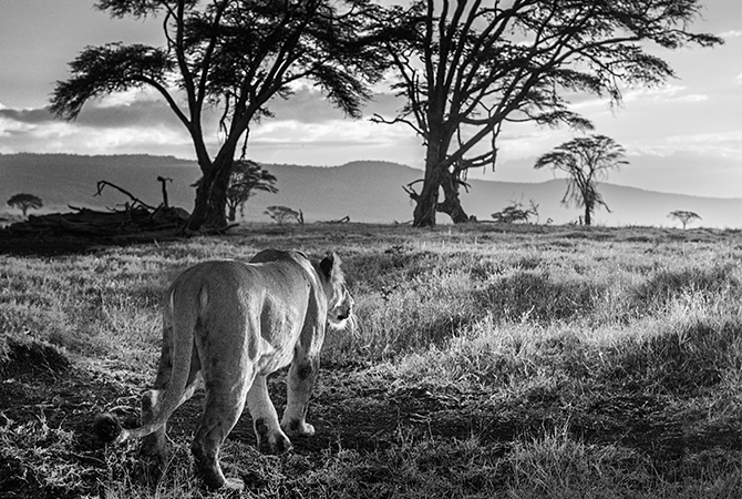 land rover david yarrow lion tusk campaign