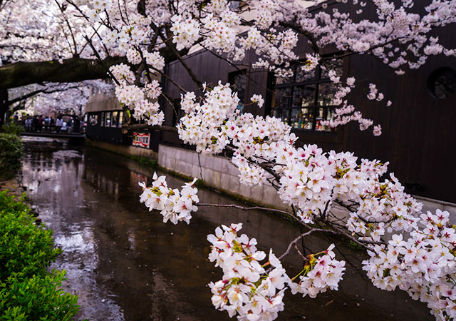 meguro river tokyo cherry blossom