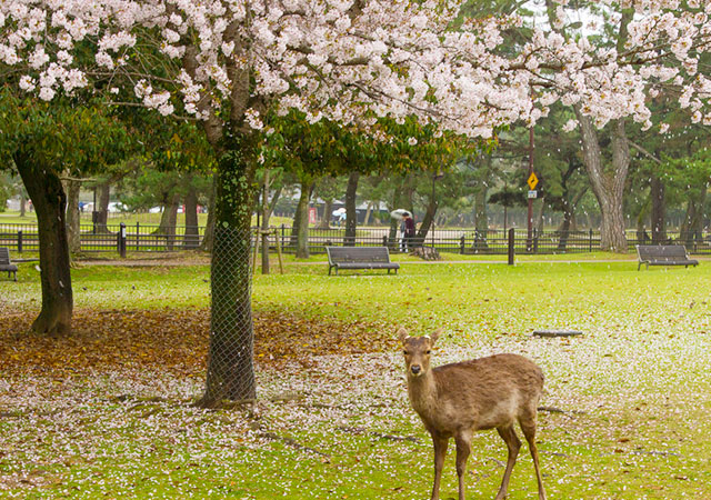 nara park sakura season