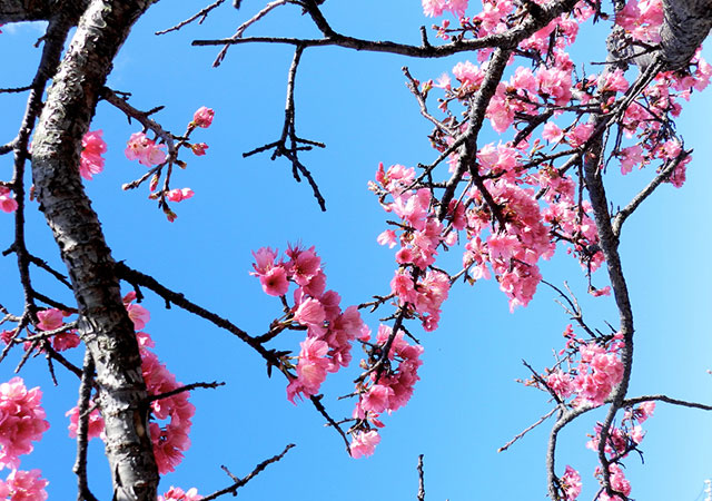okinawa cherry blossom season