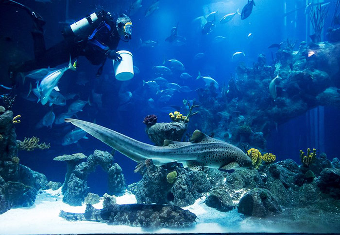 Deep Aquarium england