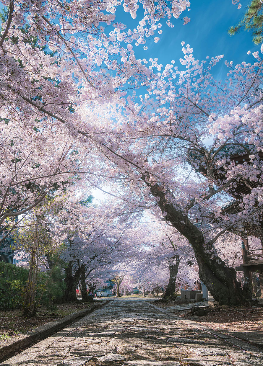 Our Guide to Chasing Cherry Blossoms Around the World