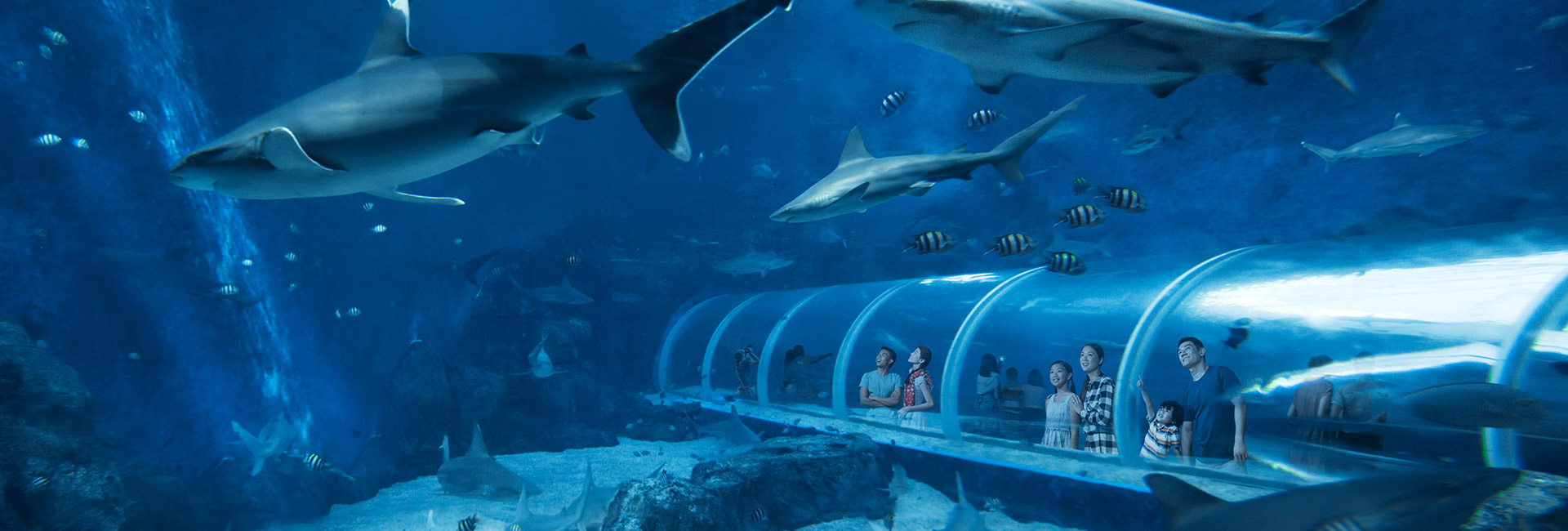 Why Resorts World Sentosa Singapore’s S.E.A. Aquarium is more than just that