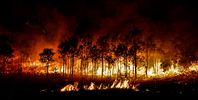 Malaysians, here’s how you can help Australia’s bushfire victims