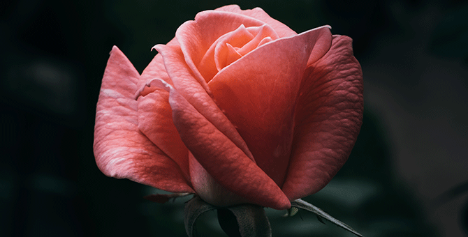 I tried Strip’s Rosebud Vajuvenation for the first time and here’s my honest review