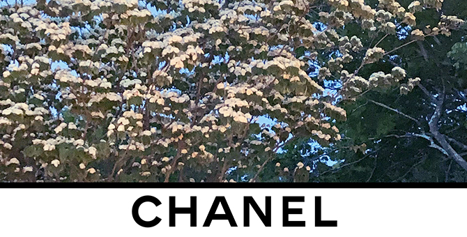Watch the Chanel AW20 livestream here