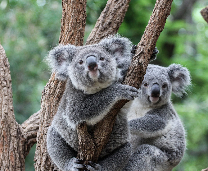 10 Amazing Things you need to do in Queensland, Australia—from Brisbane to the Gold Coast