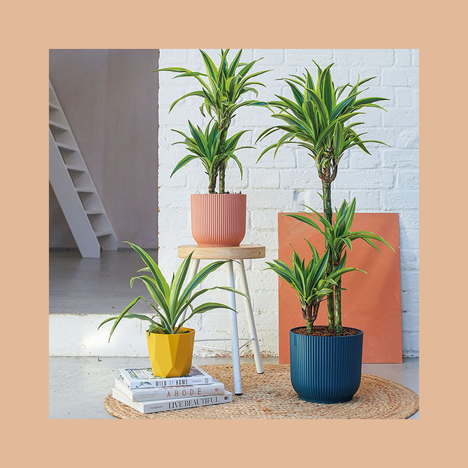 8 Lucky plants to have and to (be)hold at home