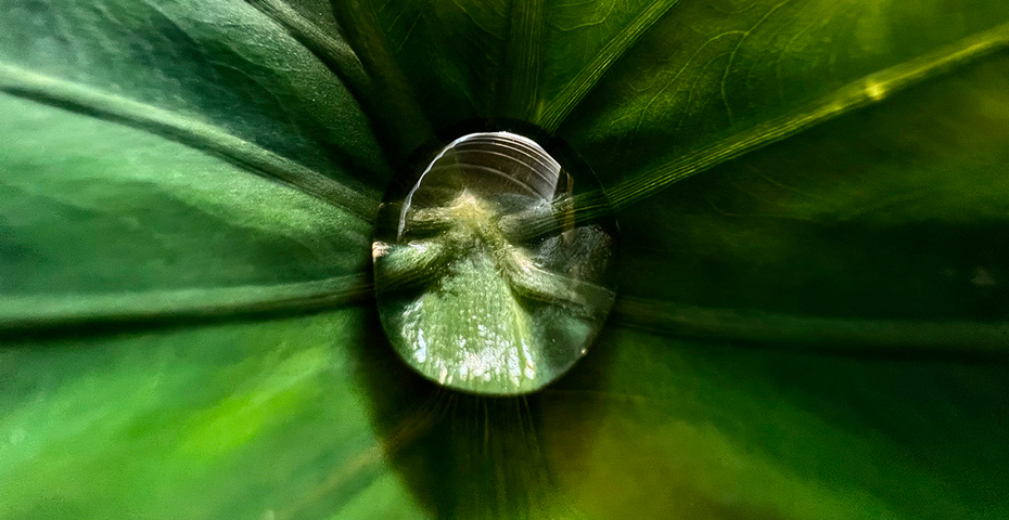 10 Best photos from Apple’s ‘Shot on iPhone Macro Challenge’