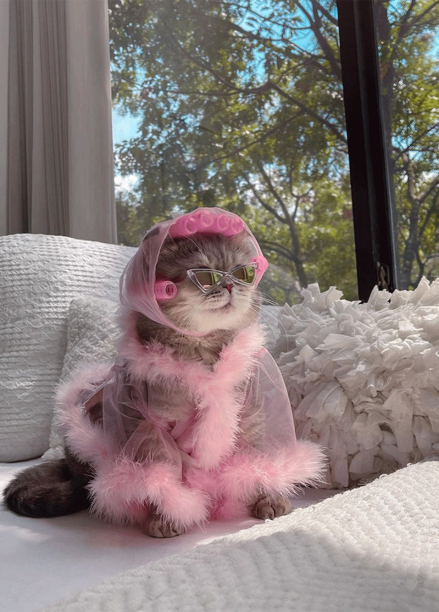 8 Best pet grooming salons in KL and PJ for cats and dogs