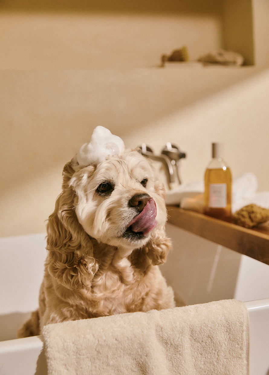 Luxurious pet shampoos you need to pamper your furry friend