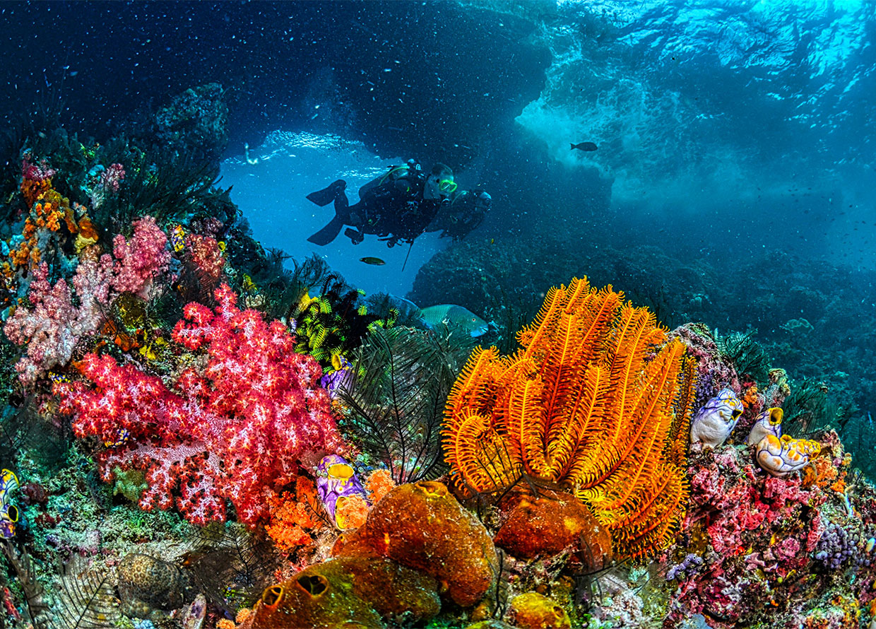 A Starter Guide to Diving Destinations Around Southeast Asia for Your Next Diving Adventure
