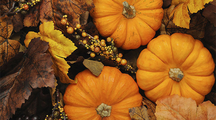 Pumpkin season: 7 Dessert-inspired treats you need now