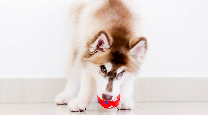 The first husky cafe in KL is now open