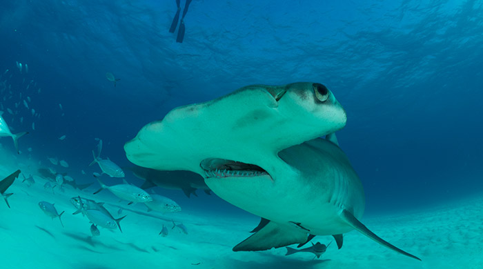 Shark Week 2017: What you didn’t know about sharks