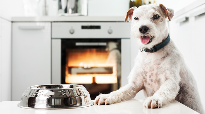 When too much still isn’t enough for our fur kids