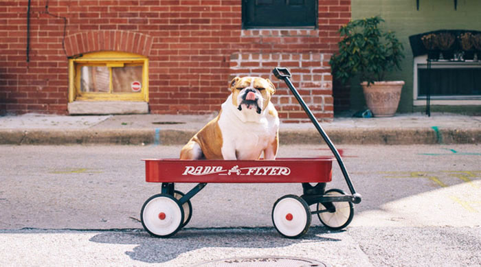 #MondayMontage: Travelling pets
