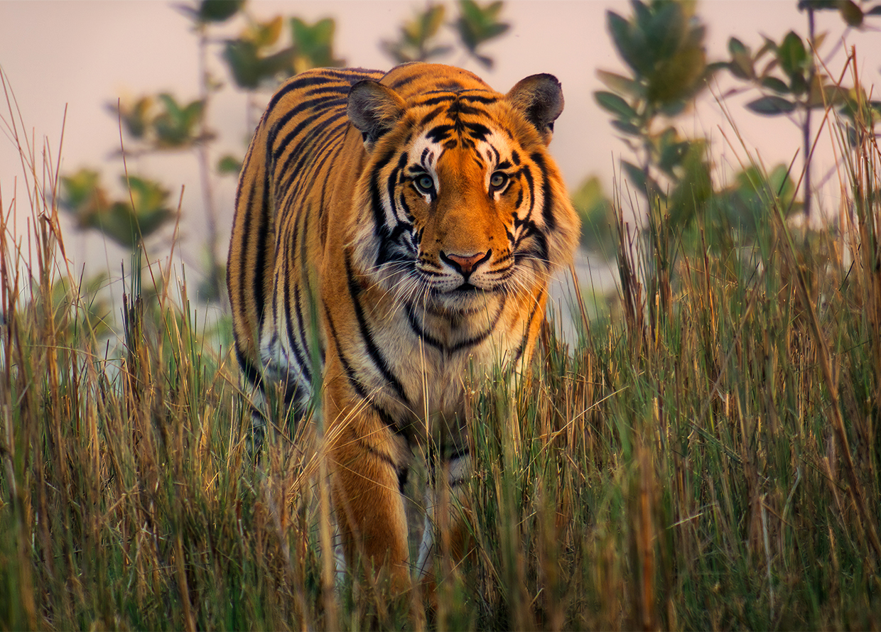 The secret behind how BBC Earth captured magic on ‘Asia’