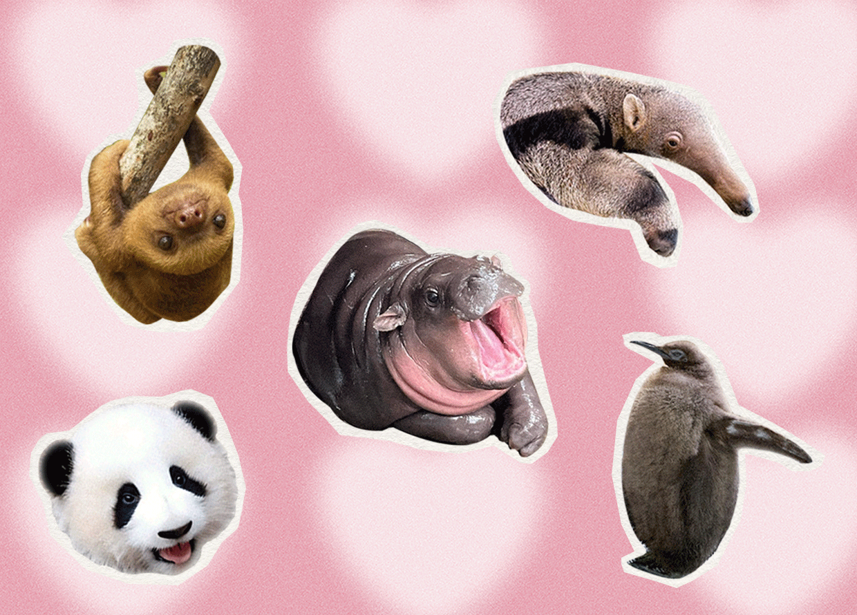 Moo Deng, Pesto and other viral baby animals stealing our hearts