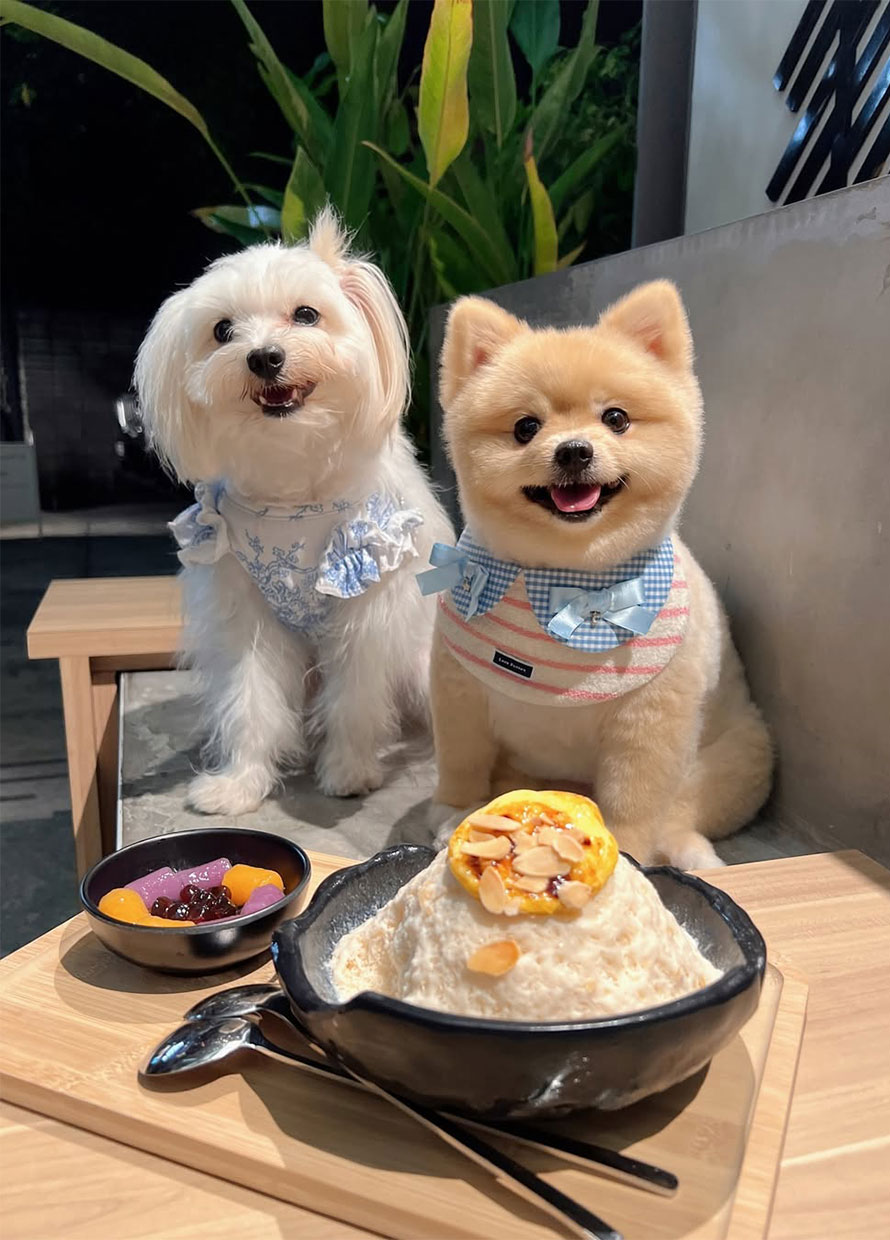 Our Guide to the Best Pet-Friendly Cafés and Restaurants in KL & PJ